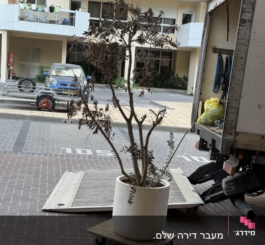 עץ בעציץ על עגלה ליד משאית הובלה